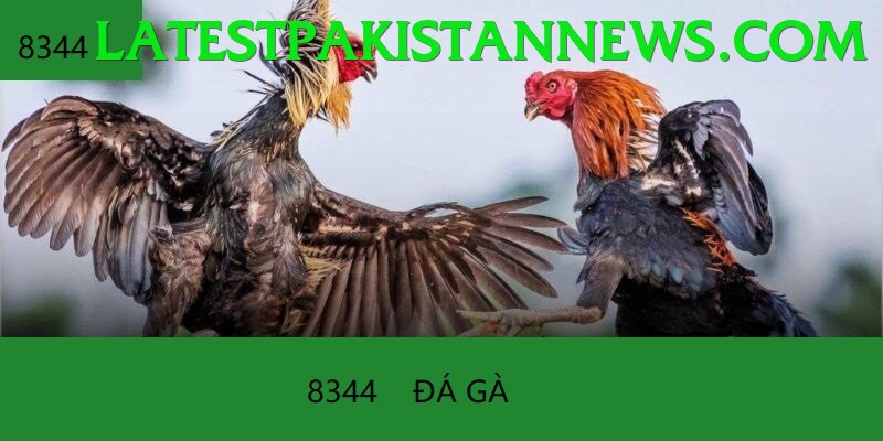 Đá Gà Trực Tiếp - Trải nghiệm tuyệt vời